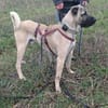 Kangal Mischling Cognac sucht zuhause