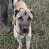 Kangal Mischling Cognac sucht zuhause