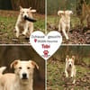 Tobi Labrador Mischling Rüde sucht Heim