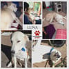 Luna große Hündin Mischling sucht Heim