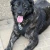 Seelenhund sucht Traum zu Hause