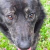 Seelenhund sucht Traum zu Hause