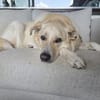 Sammy Labrador HSH Hund sucht ein Zuhaus