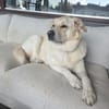 Sammy Labrador HSH Hund sucht ein Zuhaus