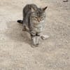 Sanfte, junge Katze Jasmine