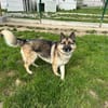 Maggie