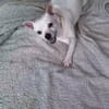 Poupi petit chihuahua pleine d'amour
