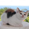 CHAT–KIRA, chaton femelle européen