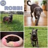 ROBBI -toller, unkomplizierter Jundhund-