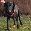 Zorro Labrador Mix Rüde 10Jahre in 72762