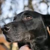 Zorro Labrador Mix Rüde 10Jahre in 72762