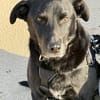 Zorro Labrador Mix Rüde 10Jahre in 72762