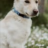 LIMA - geb. ca. 04/2023 - Labrador Mix