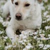 LIMA - geb. ca. 04/2023 - Labrador Mix