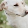 LIMA - geb. ca. 04/2023 - Labrador Mix