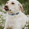 LIMA - geb. ca. 04/2023 - Labrador Mix