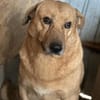 Choco,unkomplizierter Rüde sucht Liebe