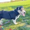 Zuckersüße Propere Amy sucht ihr Zuhause