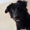 Frieda sucht ein Zuhause mit Hundekumpel
