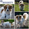 BOUNTY -freundlich & lebensfroh-