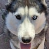 Rust, lieber Husky sucht neues Zuhause
