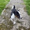 Cosmo ein kleiner Jack Russel Mix