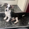 Cosmo ein kleiner Jack Russel Mix