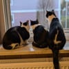 Sanfte Katze Inky sucht ihr Zuhause