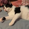 Sanfte Katze Inky sucht ihr Zuhause