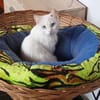 Sanfte zurückhaltende Yuki sucht Zuhause