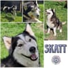 SKATT * freundliche Husky-Mix-Dame