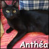 Anthéa