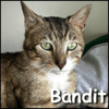 Bandit