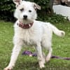Nussini Terriermix / PLZ 82284