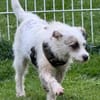 Nussini Terriermix / PLZ 82284