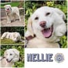 NELLIE * großes Mädchen, großes Glück