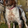 LUPI