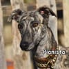 PIANISTA