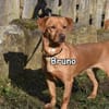 BRUNO