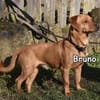 BRUNO