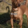 BRUNO