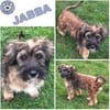 JABBA -rundum tolles Hundekind-