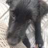 Hundekind Joker auf Pflegestelle