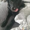 Hundekind Joker auf Pflegestelle