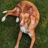 IVY, w., geb. 01/2021, Podenco-Mix