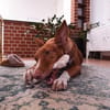 IVY, w., geb. 01/2021, Podenco-Mix