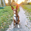 IVY, w., geb. 01/2021, Podenco-Mix