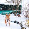 IVY, w., geb. 01/2021, Podenco-Mix