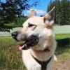 Stella 6 Jahre Schäfi mix