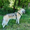 Stella 6 Jahre Schäfi mix